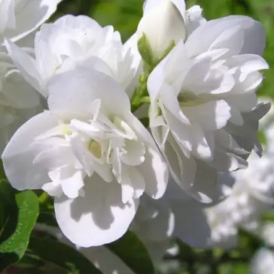 Жасмин ЖИРАНДОЛЬ в Молодечно