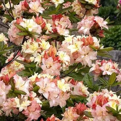 Азалия КЭННОНС ДАБЛ листопадная в Молодечно