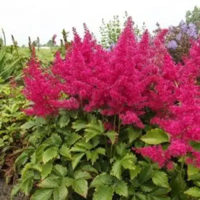 Астильба САННИ ДЕЙ гибридная в Молодечно
