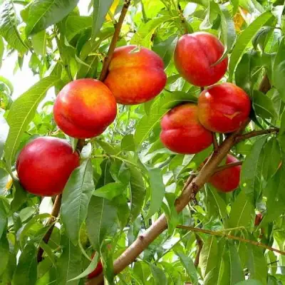 Нектарин ХАРБЛЕЙЗ в Молодечно