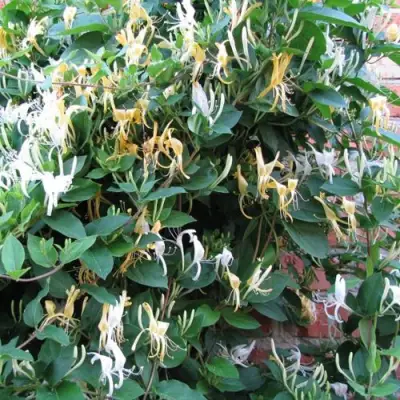 Жимолость ХАЛЛИАНА японская (Хелиана) в Молодечно