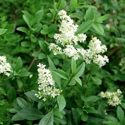 Бирючина обыкновенная АТРОВИРЕНС в Молодечно