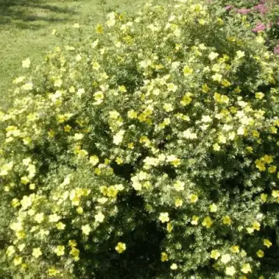 Лапчатка КЛОНДАЙК кустарниковая в Молодечно