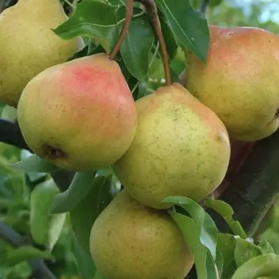 Груша ПАМЯТЬ ЯКОВЛЕВА в Молодечно
