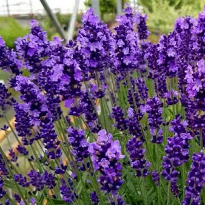 Лаванда ХИДКОТ БЛЮ узколистная в Молодечно