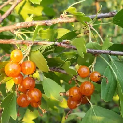 Смородина золотистая ЛЯЙСАН в Молодечно