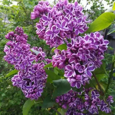 Сирень СЕНСАЦИЯ в Молодечно