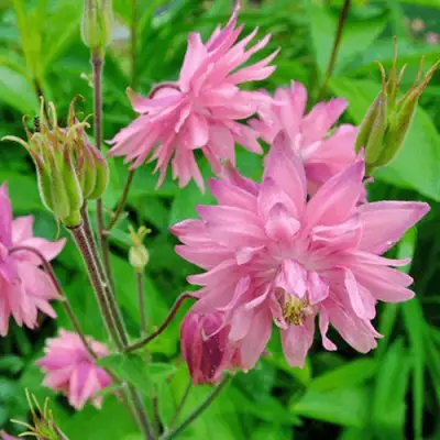 Аквилегия БАРЛОУ ПИНК гибрид МакКаны в Молодечно