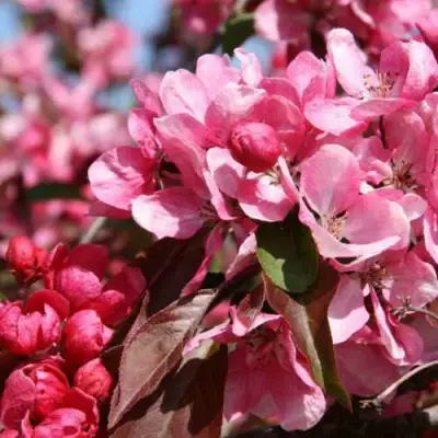 Яблоня РУДОЛЬФ декоративная  в Молодечно