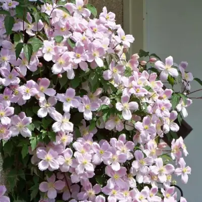 Клематис ГОРНЫЙ в Молодечно