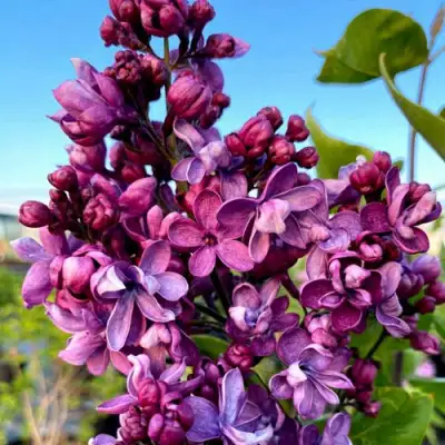 Сирень ВИОЛЕТТА в Молодечно