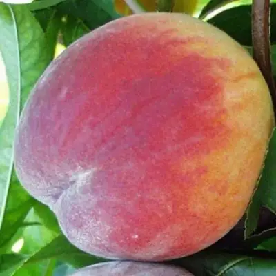 Персик ТОП СВИТ в Молодечно