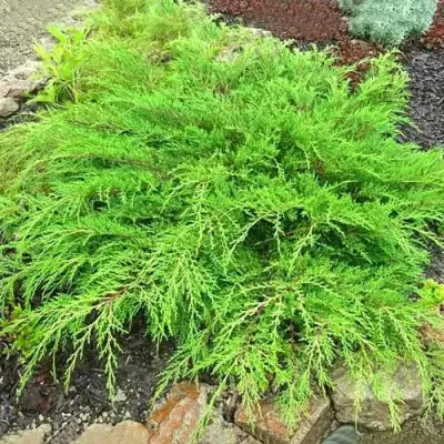 Микробиота ЯКОБСЕН перекрестнопарная в Молодечно