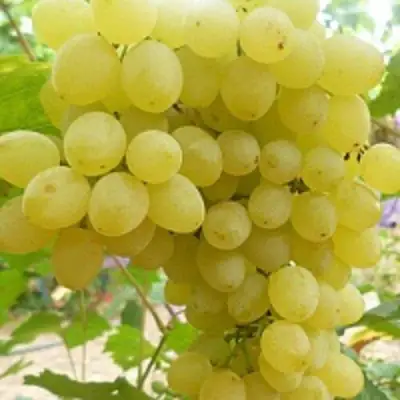 виноград кишмиш золотце