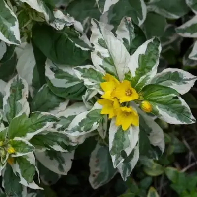 Вербейник АЛЕКСАНДР точечный в Молодечно