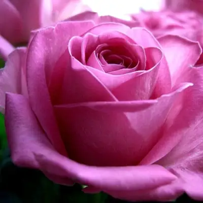 Роза ЭЙФЕЛЕВА БАШНЯ чайно-гибридная в Молодечно