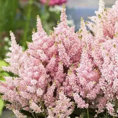 Астильба ЮНИК САЛМОН гибридная в Молодечно