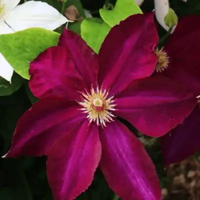 Клематис МАЗОВШЕ в Молодечно