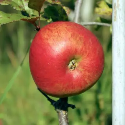 Яблоня ДЫЯМЕНТ в Молодечно