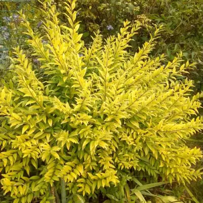 Бирючина АУРЕА обыкновенная в Молодечно