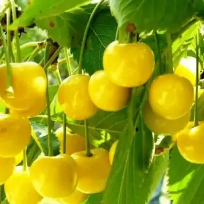 Черешня ПОДСНЕЖНИК в Молодечно