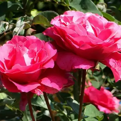 Роза ВИЕН РОУЗ чайно-гибридная в Молодечно