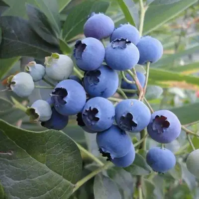 Голубика ЛЕГАЦИЯ в Молодечно