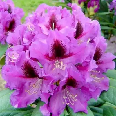 Рододендрон РАСПУТИН в Молодечно