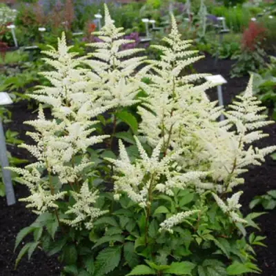 Астильба БРАУТШЛЕЙЕР Арендса в Молодечно