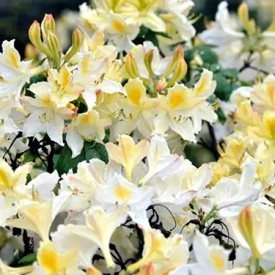 Азалия ДАВИЗИ листопадная в Молодечно