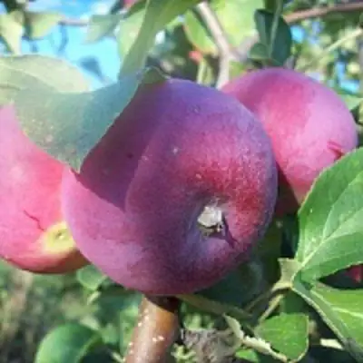 Яблоня СЕРЕБРЯНОЕ КОПЫТЦЕ в Молодечно