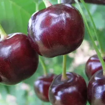 Дюк ФАКЕЛ в Молодечно