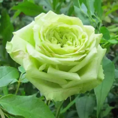 Роза СУПЕР ГРИН чайно-гибридная в Молодечно