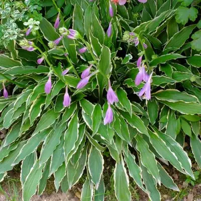 Хоста СТИЛЕТТО гибридная в Молодечно