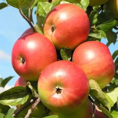 Яблоня ФРИДОМ в Молодечно