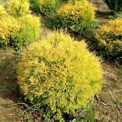 Туя ГЛОБОЗА АУРЕА западная в Молодечно