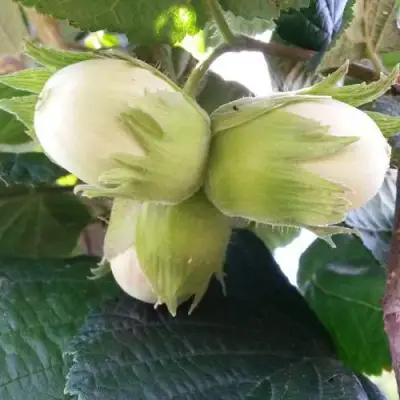 Фундук ЮННАТ в Молодечно