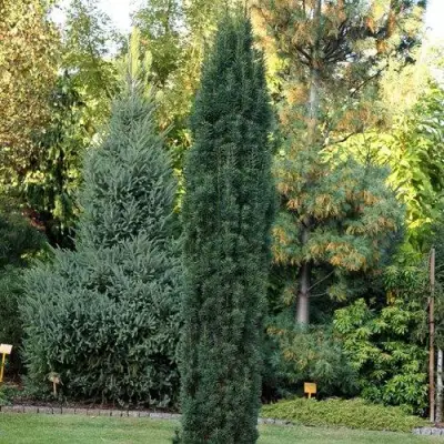 Тис ВОЙТЕК средний  в Молодечно