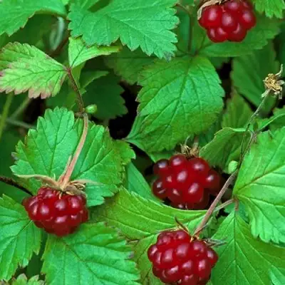 Княженика АУРА в Молодечно