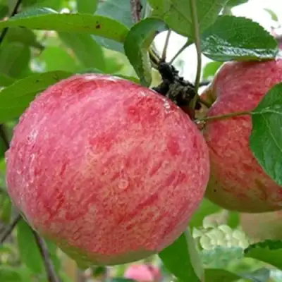 Яблоня ШТРИФЕЛЬ в Молодечно