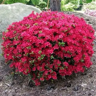 Азалия КАНЗОНЕТТА японская в Молодечно