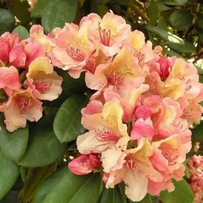 Рододендрон ФЛАУТАНДО в Молодечно