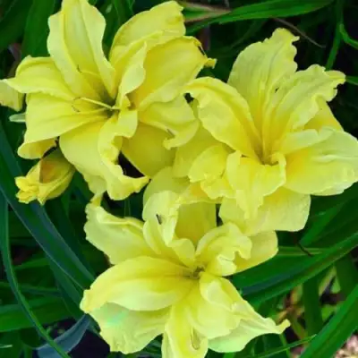 Лилейник ДАБЛ РИВЕР ВАЙ гибридный в Молодечно