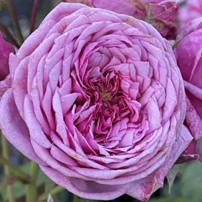 саженцы розы ДЬЮРАНС АНСЬОН