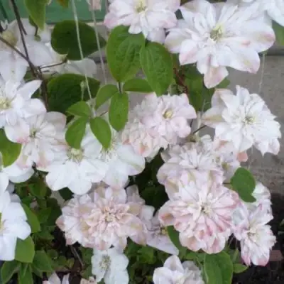 Клематис ИННОСЕНТ БЛАШ в Молодечно