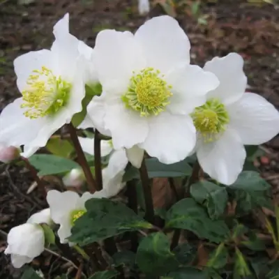 Морозник ЧЕРНЫЙ в Молодечно