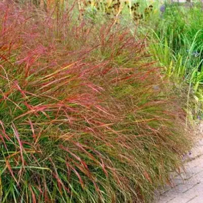 Просо ШЕНАНДО прутьевидное в Молодечно