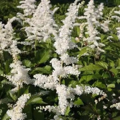 Астильба ДОЙЧЛАНД японская в Молодечно