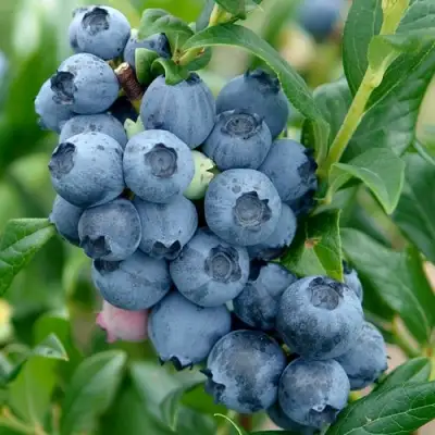 Голубика ХАРДИБЛЮ в Молодечно