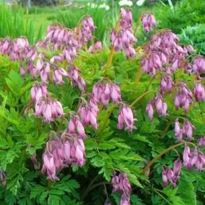 Дицентра изящная в Молодечно